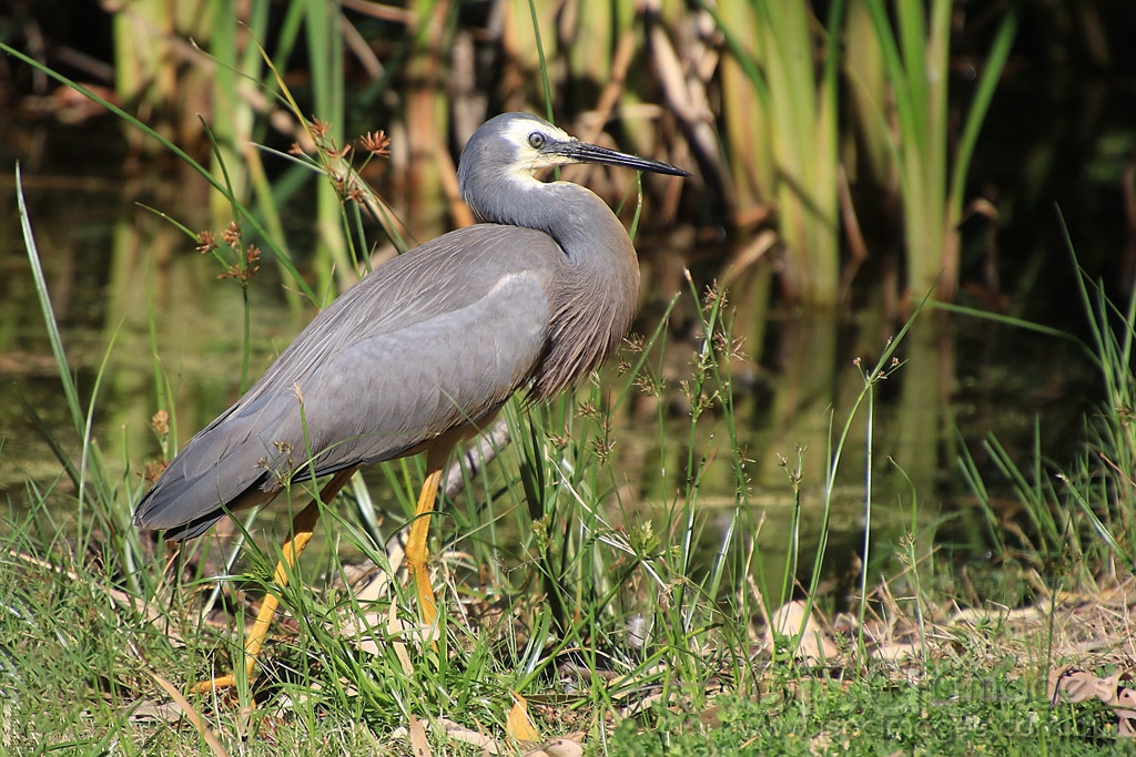 Click image for larger version

Name:	3761-White_Faced_Heron.jpg
Views:	123
Size:	573.2 KB
ID:	474864