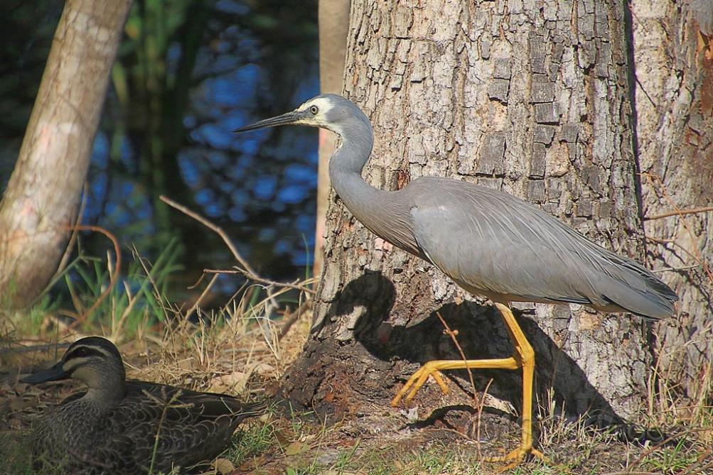 Click image for larger version

Name:	3771-White_Faced_Heron.jpg
Views:	81
Size:	158.3 KB
ID:	474865