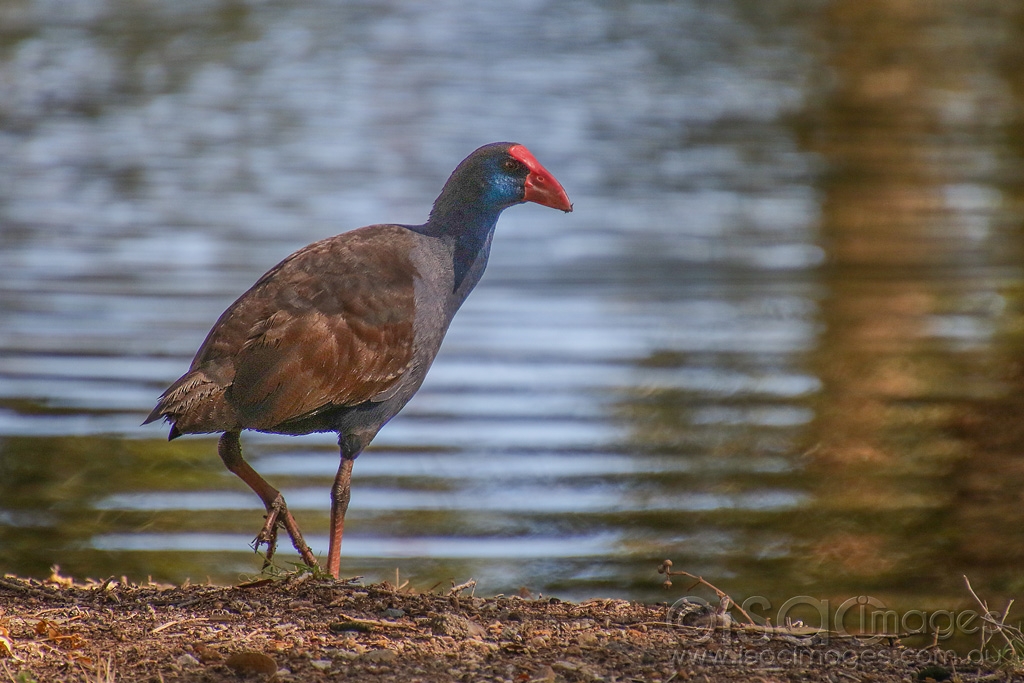 Click image for larger version

Name:	3081-Purple_Swamphen.jpg
Views:	107
Size:	440.2 KB
ID:	474717