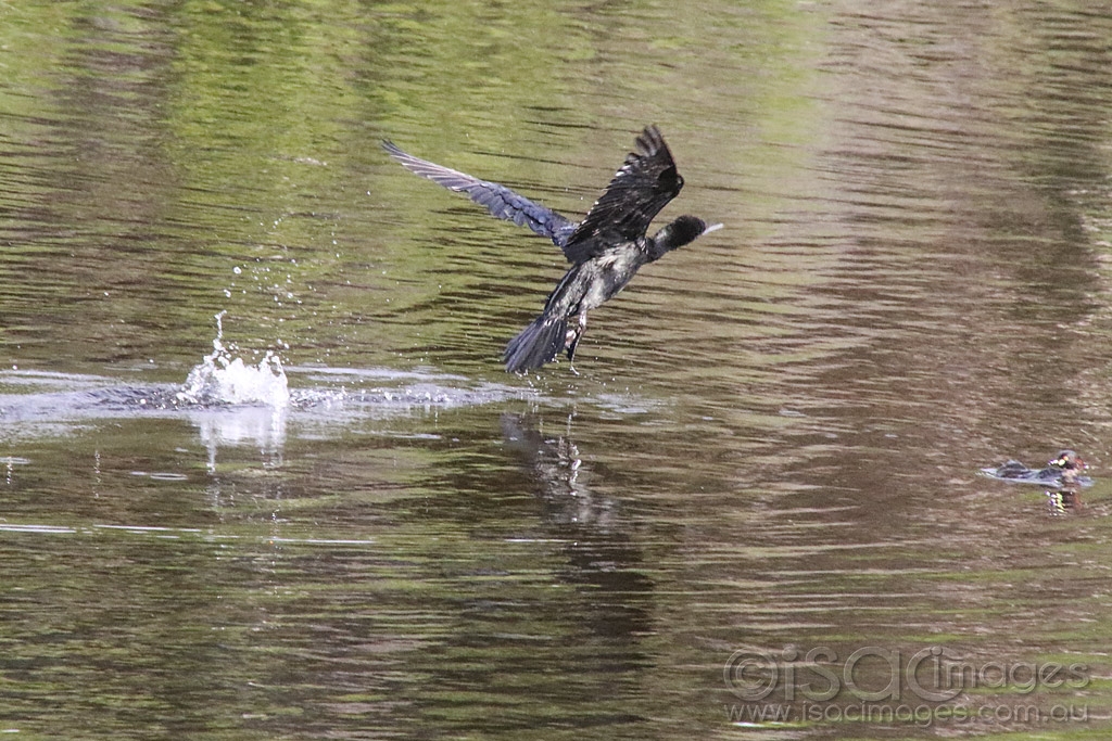 Click image for larger version

Name:	3460-Little_Black_Cormorant_Takeoff.jpg
Views:	90
Size:	543.6 KB
ID:	474726