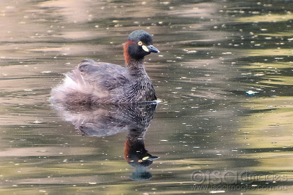 Click image for larger version

Name:	2997-Australasian_Grebe.jpg
Views:	81
Size:	516.1 KB
ID:	474711