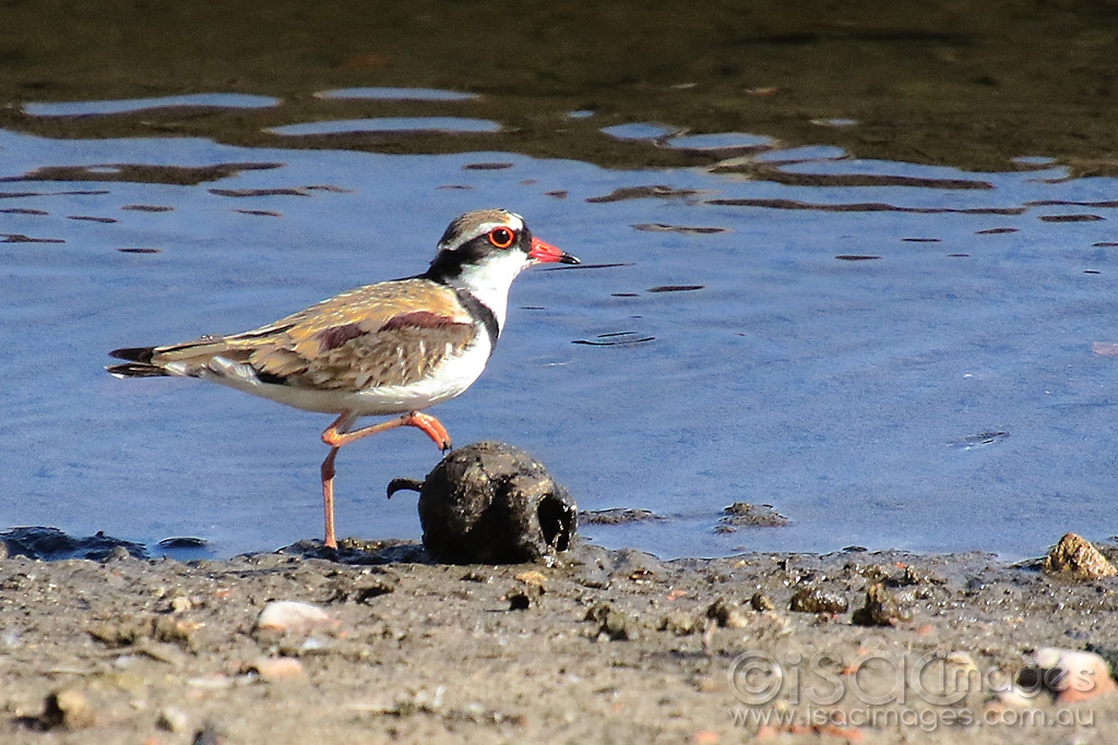 Click image for larger version

Name:	3323-Black_Fronted_Dotterel.jpg
Views:	107
Size:	506.6 KB
ID:	474719