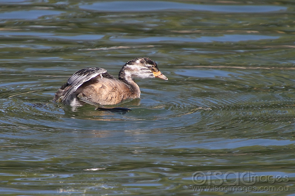 Click image for larger version

Name:	3709-Juvenile_Grebe.jpg
Views:	60
Size:	464.6 KB
ID:	474860