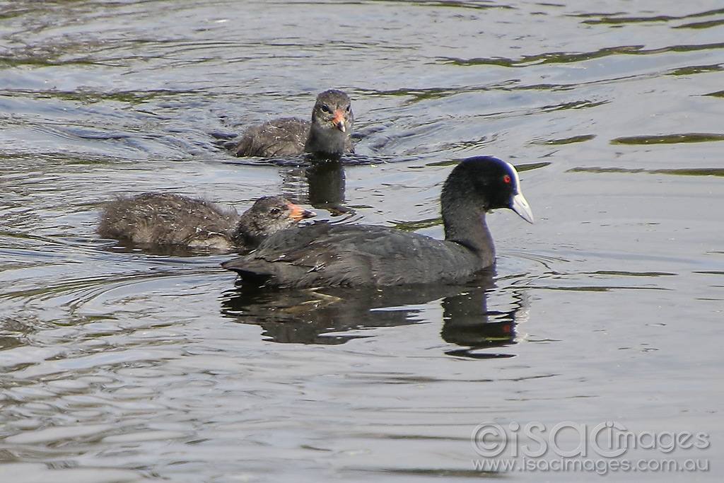 Click image for larger version

Name:	3004-Eurasian_Coots.jpg
Views:	58
Size:	485.6 KB
ID:	474712