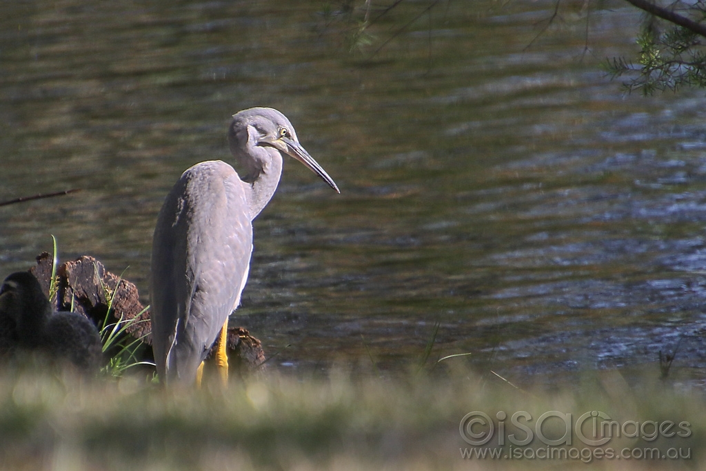 Click image for larger version

Name:	3159-White_Faced_Heron.jpg
Views:	69
Size:	396.1 KB
ID:	474713