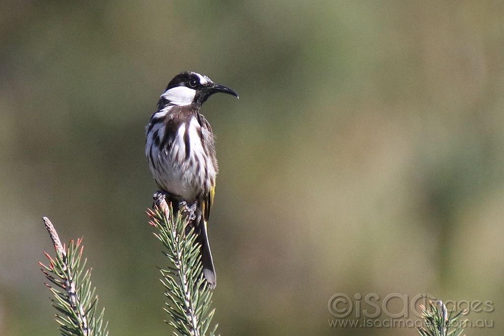 Click image for larger version

Name:	3302-White_Cheeked_Honeyeater.jpg
Views:	96
Size:	395.1 KB
ID:	474716