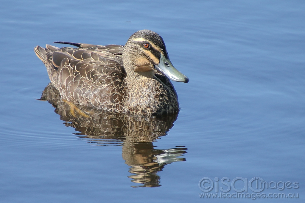 Click image for larger version

Name:	3151-Pacific_Black_Duck.jpg
Views:	101
Size:	395.7 KB
ID:	474720