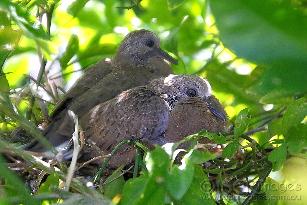 Click image for larger version

Name:	3348-Wood_Doves.jpg
Views:	83
Size:	540.0 KB
ID:	474723