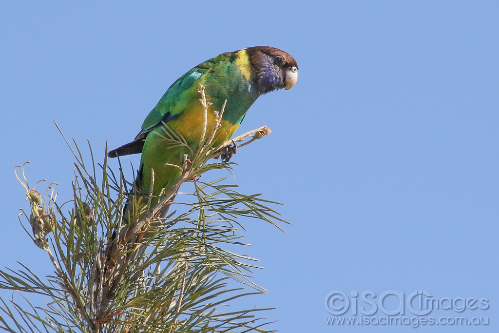 Click image for larger version

Name:	3450-Twenty_Eight_Parrot.jpg
Views:	70
Size:	436.2 KB
ID:	474725