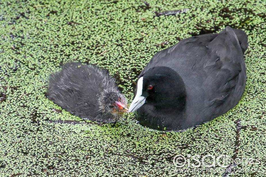 Click image for larger version

Name:	2886-Eurasian_Coots.jpg
Views:	87
Size:	184.6 KB
ID:	474707