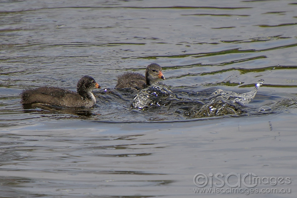 Click image for larger version

Name:	3006-Eurasian_Coots.jpg
Views:	62
Size:	452.9 KB
ID:	474714