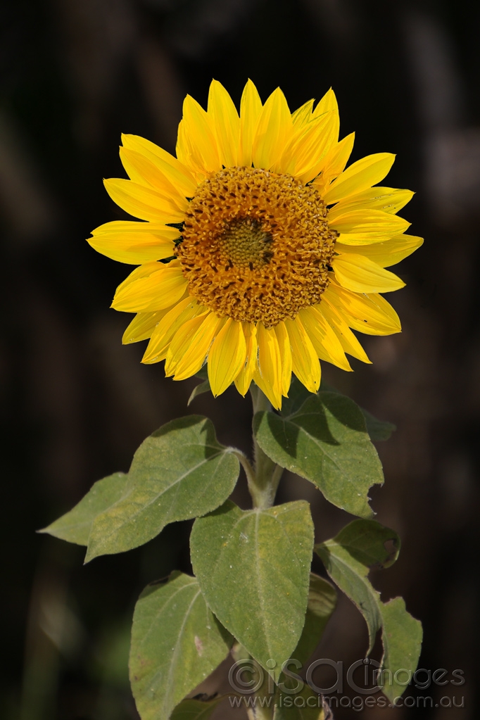 Click image for larger version

Name:	3283-Sunflower.jpg
Views:	38
Size:	371.2 KB
ID:	474700