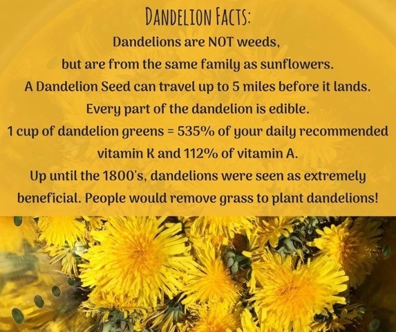 Click image for larger version

Name:	Dandelion_Facts.jpg
Views:	37
Size:	228.2 KB
ID:	474698