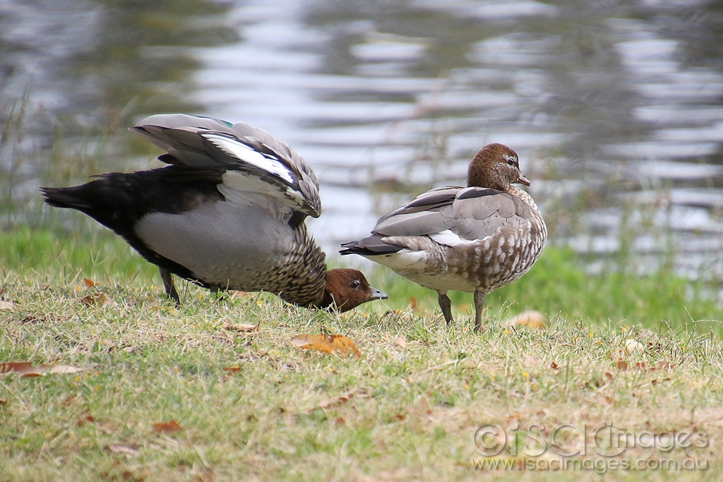 Click image for larger version

Name:	2863-Wood_Ducks.jpg
Views:	79
Size:	496.4 KB
ID:	474706