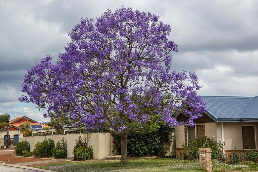 Click image for larger version

Name:	2911-Jacaranda_Tree.jpg
Views:	31
Size:	153.8 KB
ID:	474689