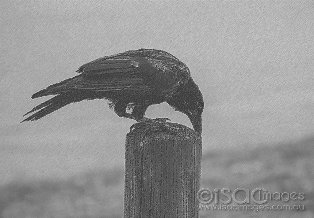 Click image for larger version

Name:	2467-Crow_Isac-Images-Chalk_Charcoal.jpg
Views:	43
Size:	420.9 KB
ID:	474433