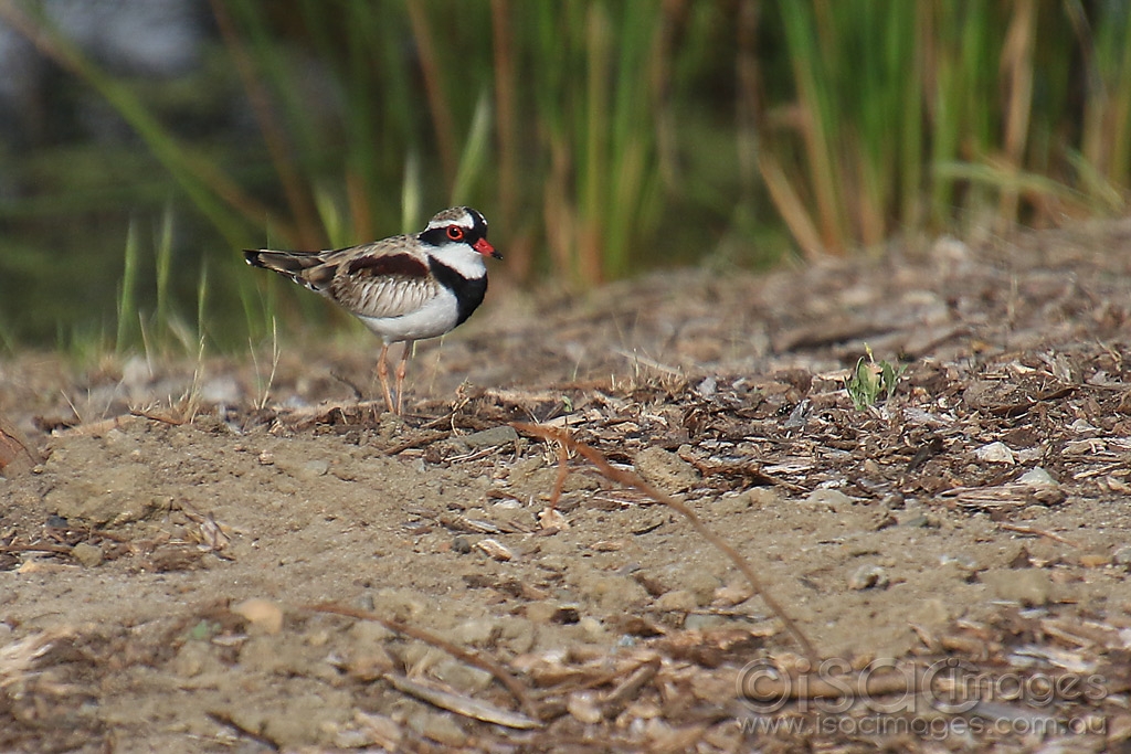 Click image for larger version

Name:	2489-Black_Fronted_Dotterel.jpg
Views:	57
Size:	498.8 KB
ID:	474455