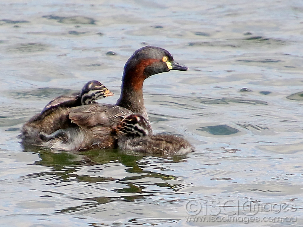 Click image for larger version

Name:	2733-Australasian_Grebes.jpg
Views:	32
Size:	502.8 KB
ID:	474539