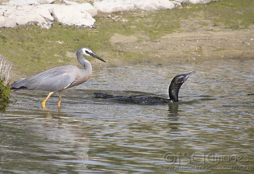 Click image for larger version

Name:	2683-White_Faced_Heron-Cormorant.jpg
Views:	30
Size:	535.8 KB
ID:	474542