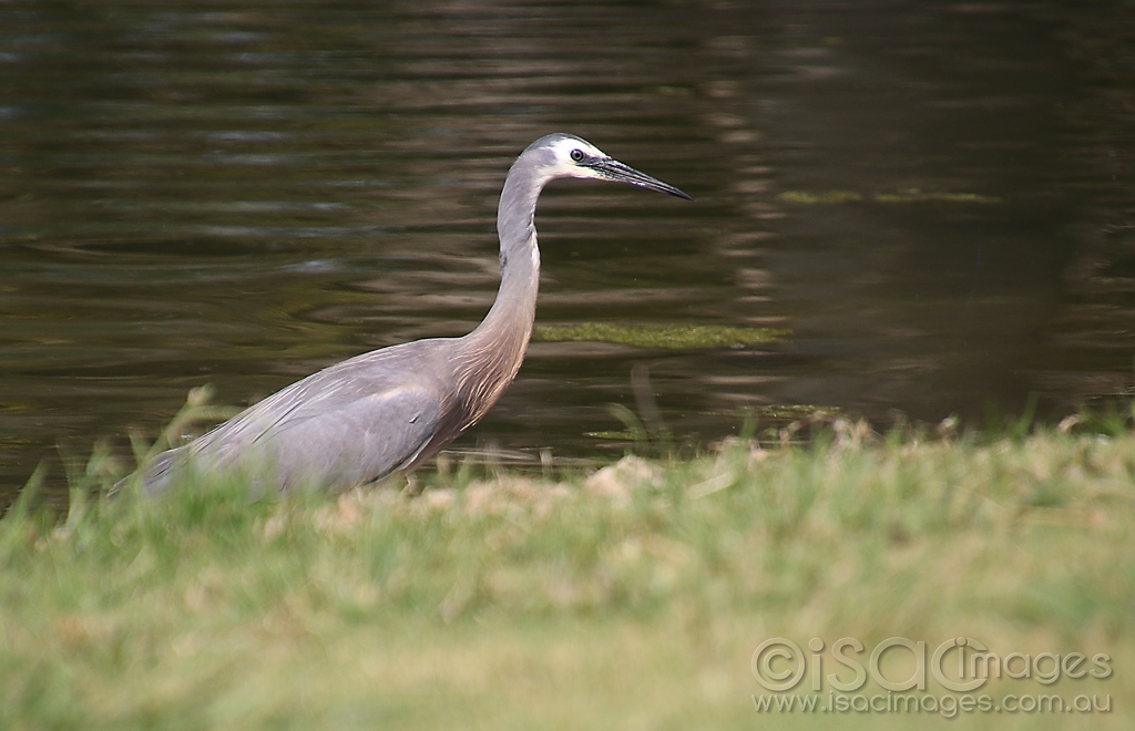 Click image for larger version

Name:	2664-White_Faced_Heron.jpg
Views:	29
Size:	349.7 KB
ID:	474544