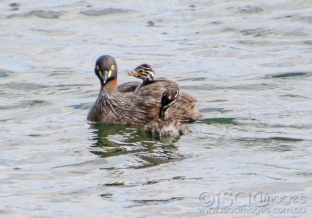 Click image for larger version

Name:	2728-Australasian_Grebes.jpg
Views:	33
Size:	481.5 KB
ID:	474537