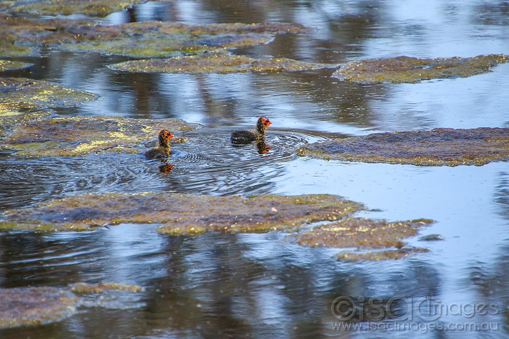 Click image for larger version  Name:	2322-Baby_Eurasian_Coots.jpg Views:	0 Size:	563.6 KB ID:	474349