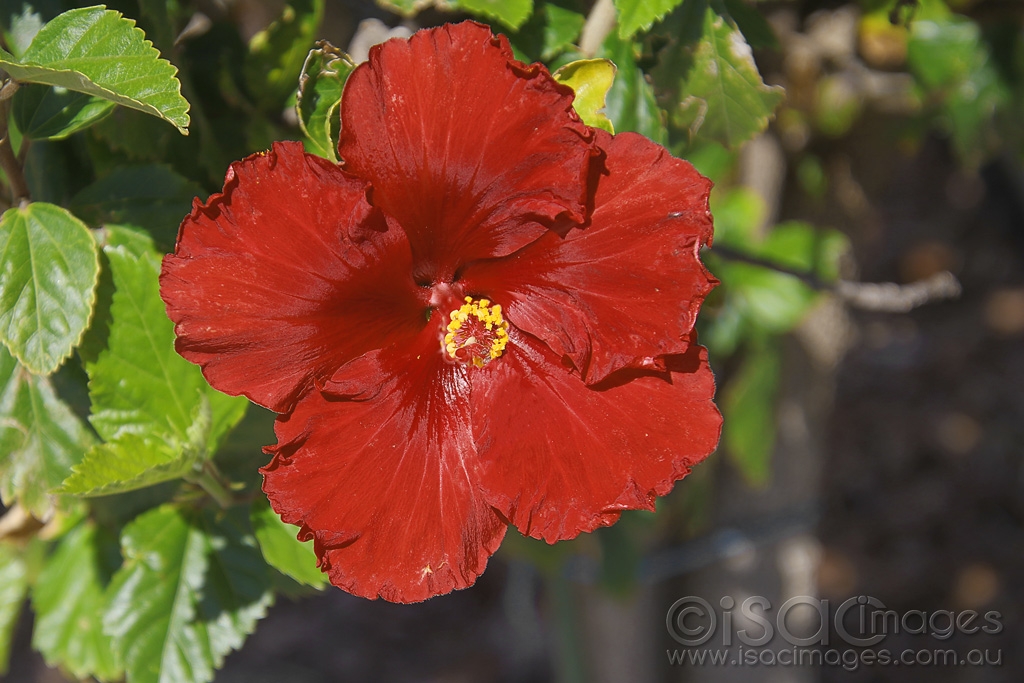 Click image for larger version

Name:	2352-Hibiscus-2.jpg
Views:	49
Size:	434.8 KB
ID:	474364