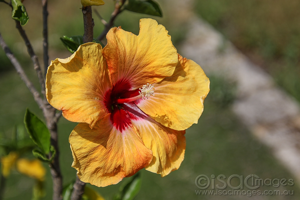 Click image for larger version

Name:	2054-Hibiscus_Toodyay.jpg
Views:	45
Size:	393.5 KB
ID:	474257