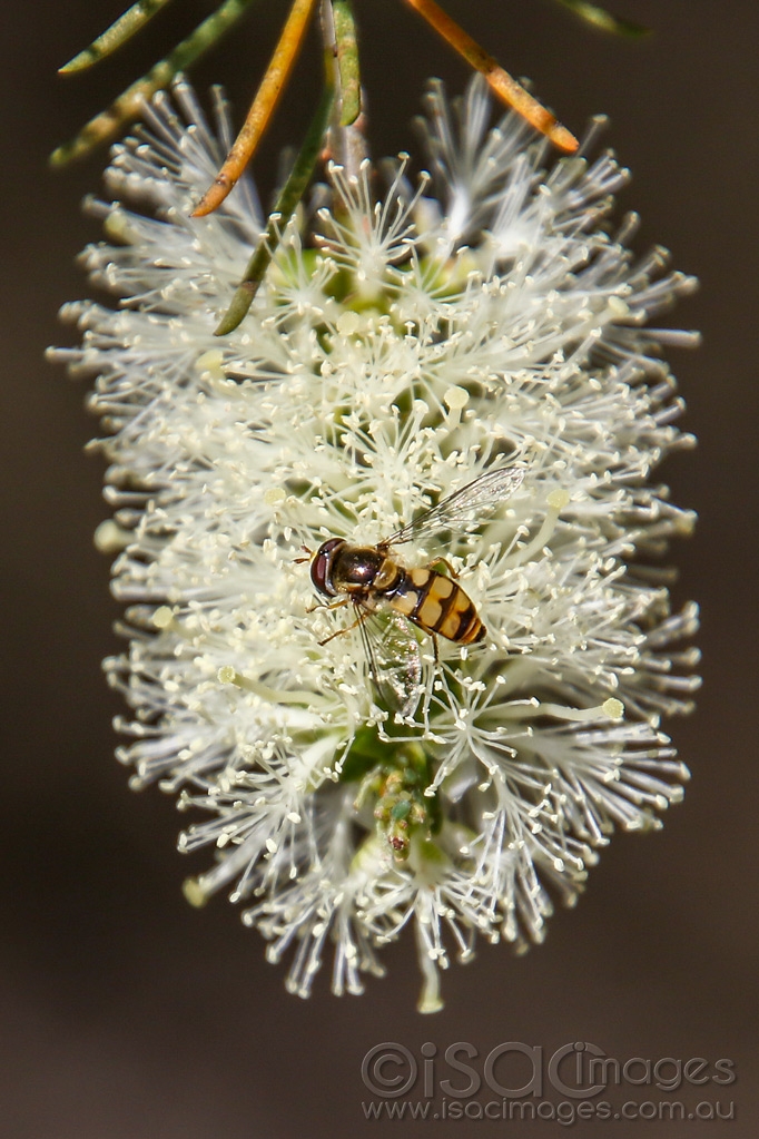 Click image for larger version  Name:	2151-Bee_in_Flowering-Gum.jpg Views:	7 Size:	467.0 KB ID:	474262