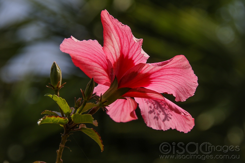 Click image for larger version

Name:	2058-Hibiscus_Toodyay.jpg
Views:	44
Size:	370.9 KB
ID:	474258