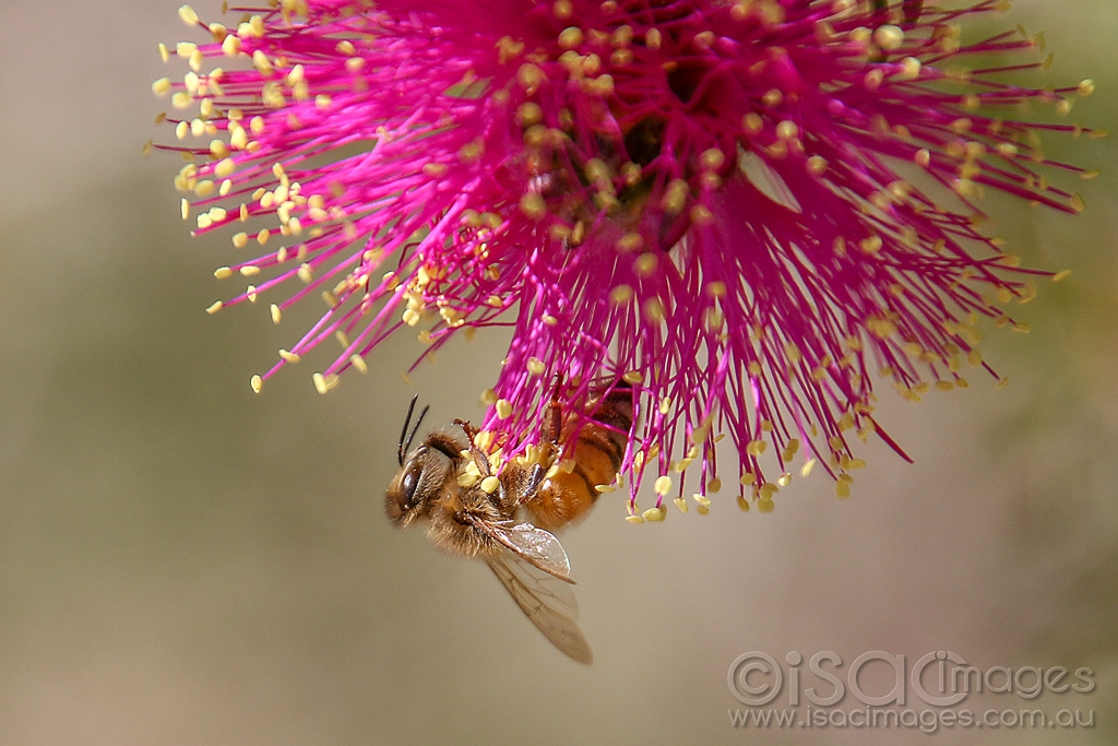 Click image for larger version  Name:	2147-Bee_in_the_Pink.jpg Views:	7 Size:	453.4 KB ID:	474261