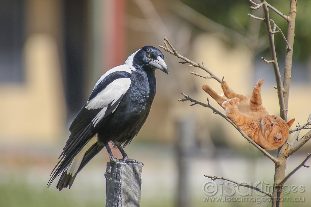 Click image for larger version

Name:	1628-Magpie_Cat.jpg
Views:	77
Size:	396.6 KB
ID:	474281