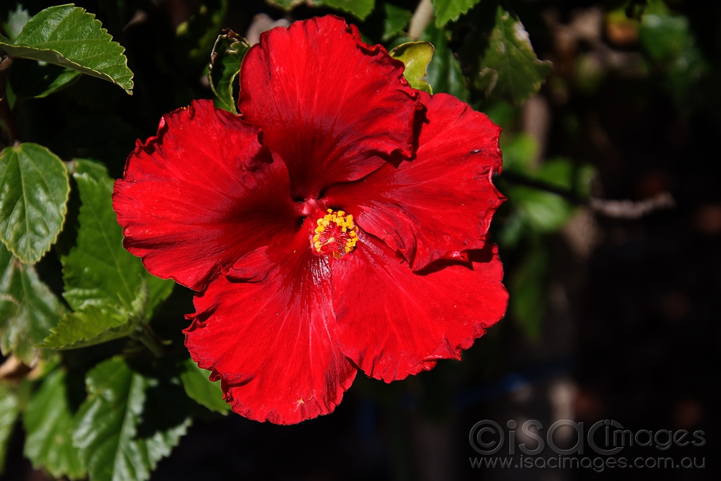 Click image for larger version

Name:	2352-Hibiscus.jpg
Views:	52
Size:	386.4 KB
ID:	474344