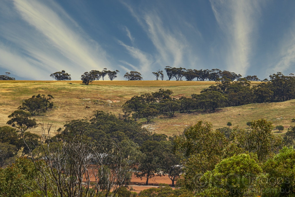 Click image for larger version

Name:	2061-Toodyay_Field.jpg
Views:	30
Size:	553.9 KB
ID:	474231