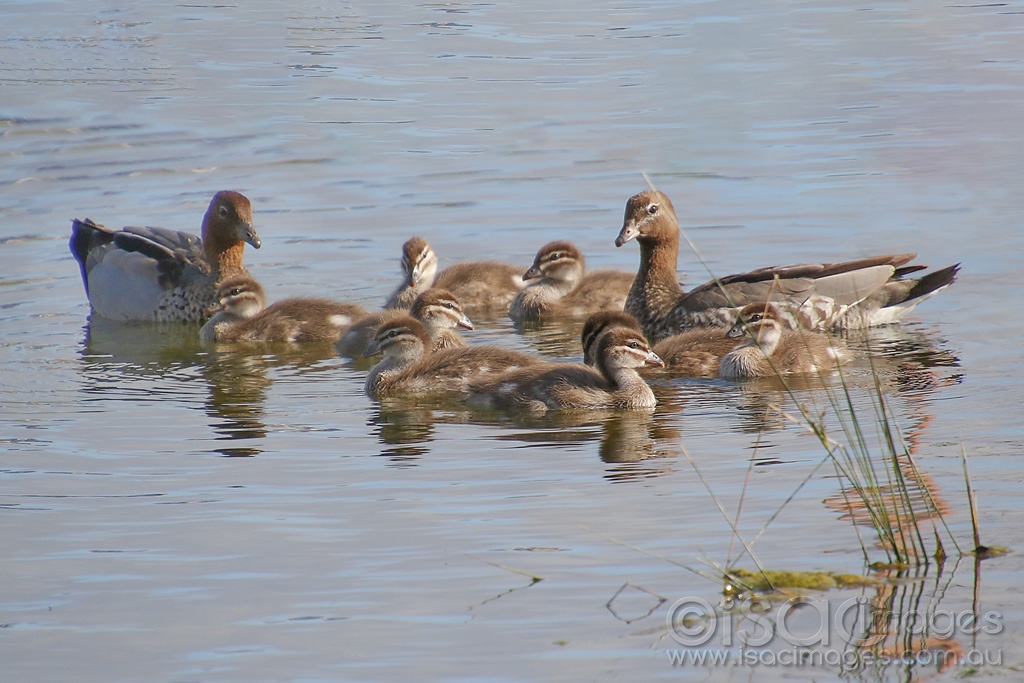 Click image for larger version

Name:	1318-Wood_Duck_Family.jpg
Views:	75
Size:	428.1 KB
ID:	474012