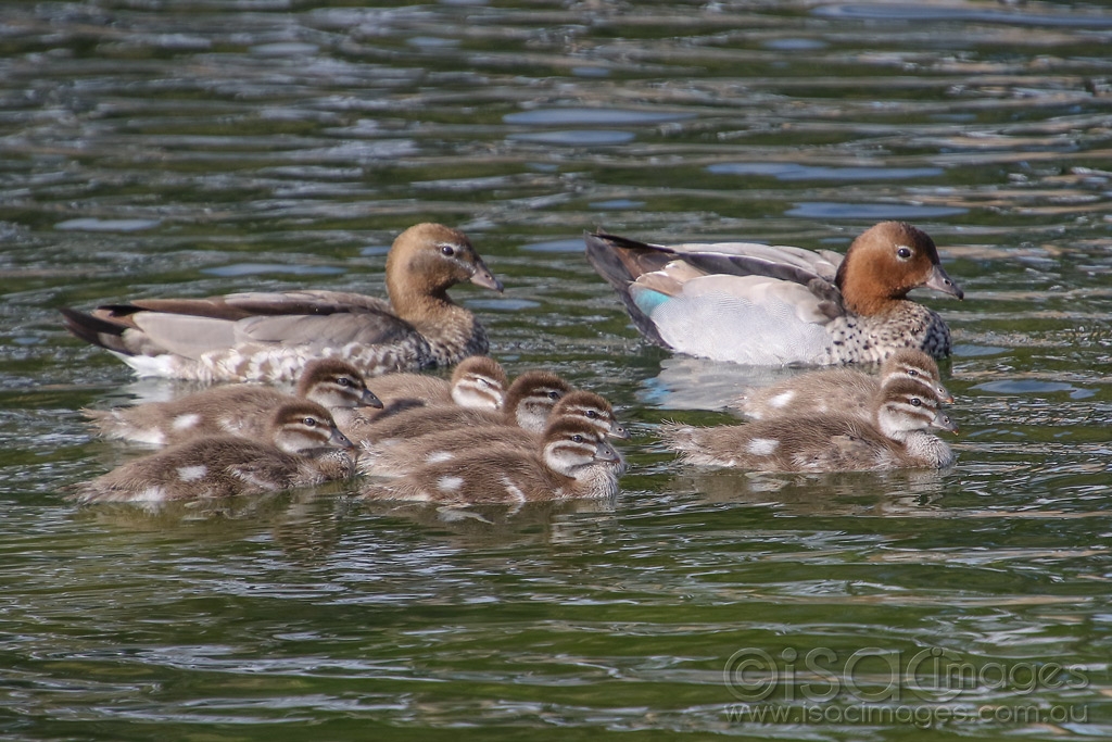 Click image for larger version

Name:	1347-Wood_Duck_Family.jpg
Views:	37
Size:	489.4 KB
ID:	474011