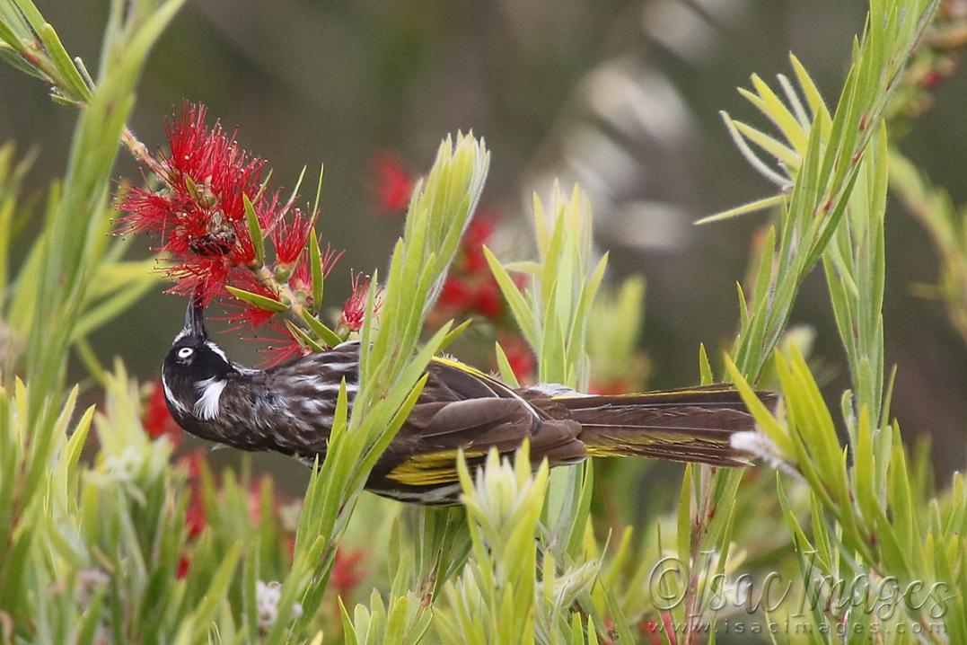 Click image for larger version

Name:	3220-New_Holland_Honeyeater.jpg
Views:	44
Size:	108.0 KB
ID:	481346