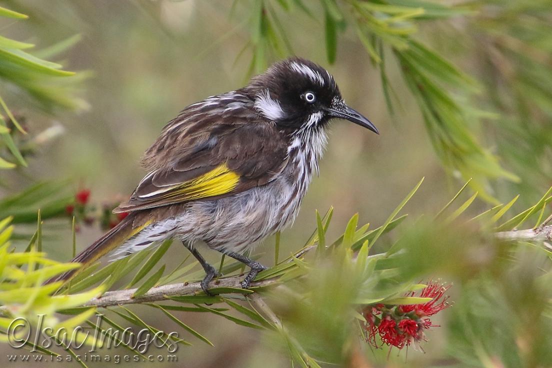 Click image for larger version

Name:	3238-New_Holland_Honeyeater.jpg
Views:	37
Size:	100.6 KB
ID:	481347