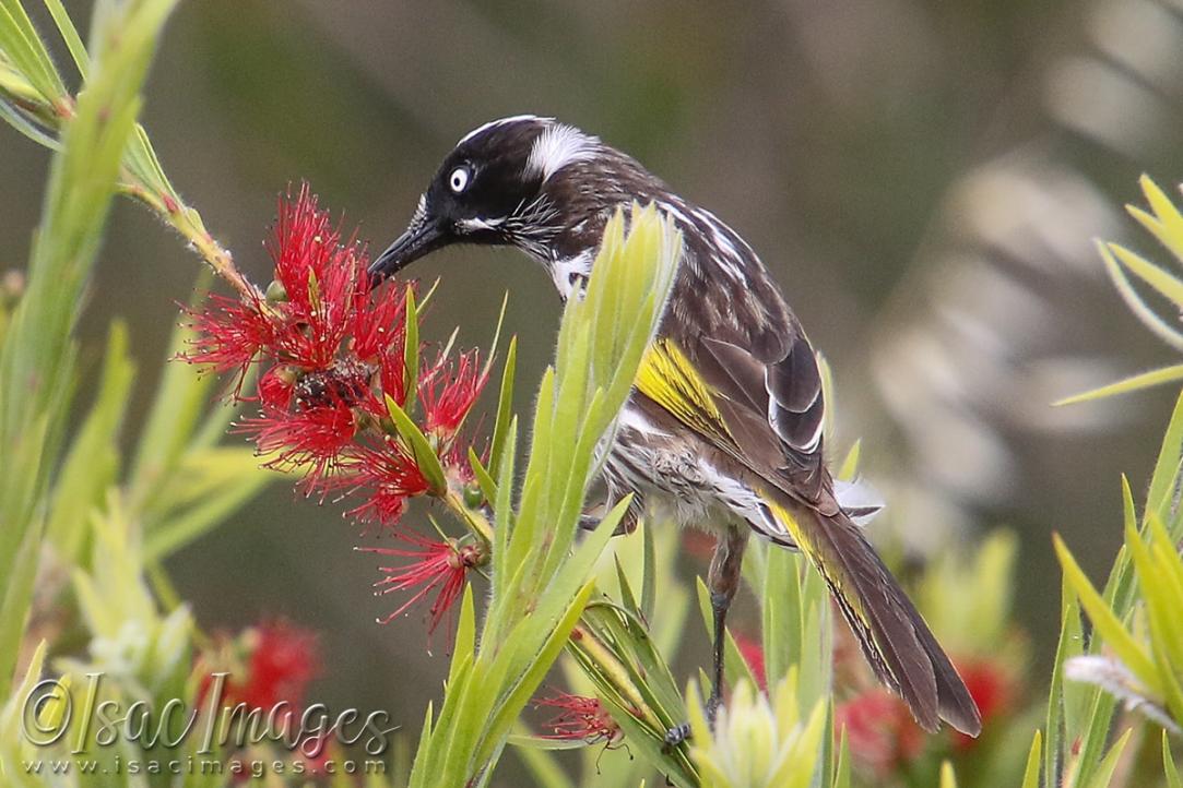 Click image for larger version

Name:	3224-New_Holland_Honeyeater.jpg
Views:	42
Size:	109.6 KB
ID:	481348