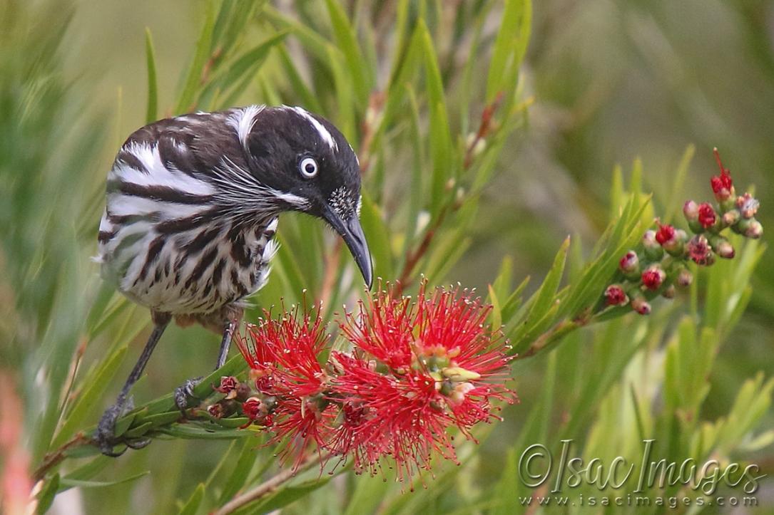 Click image for larger version

Name:	3232-New_Holland_Honeyeater.jpg
Views:	35
Size:	106.5 KB
ID:	481349