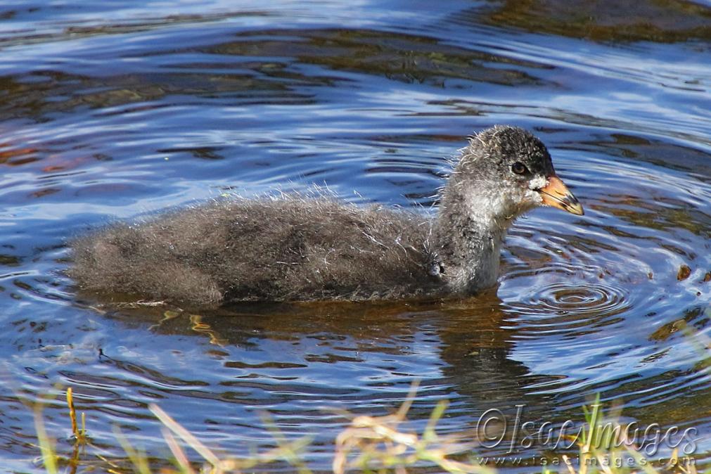 Click image for larger version

Name:	3164-Coot_Juvenile.jpg
Views:	51
Size:	124.5 KB
ID:	481353