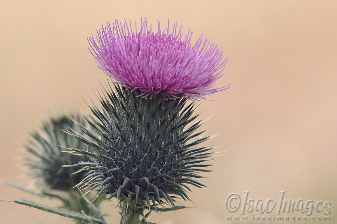 Click image for larger version

Name:	3093-Pink_Thistle_Flower.jpg
Views:	34
Size:	89.1 KB
ID:	481364