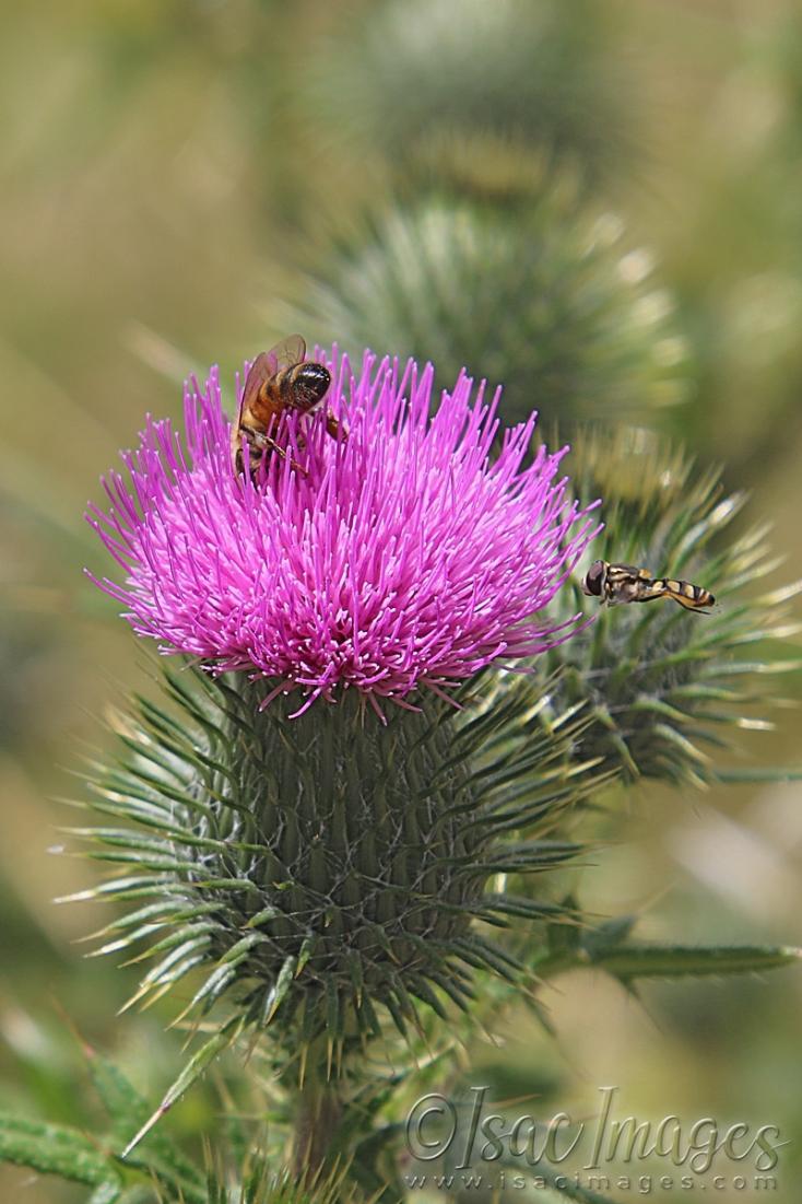 Click image for larger version

Name:	3103-Pink_Thistle_Bees.jpg
Views:	32
Size:	101.3 KB
ID:	481365