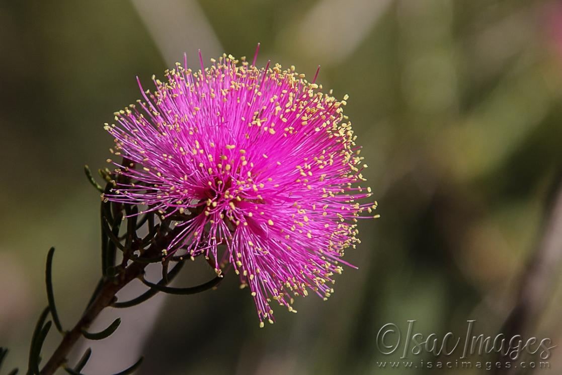 Click image for larger version  Name:	3324-Melaleuca_Parviceps.jpg Views:	0 Size:	96.3 KB ID:	481413