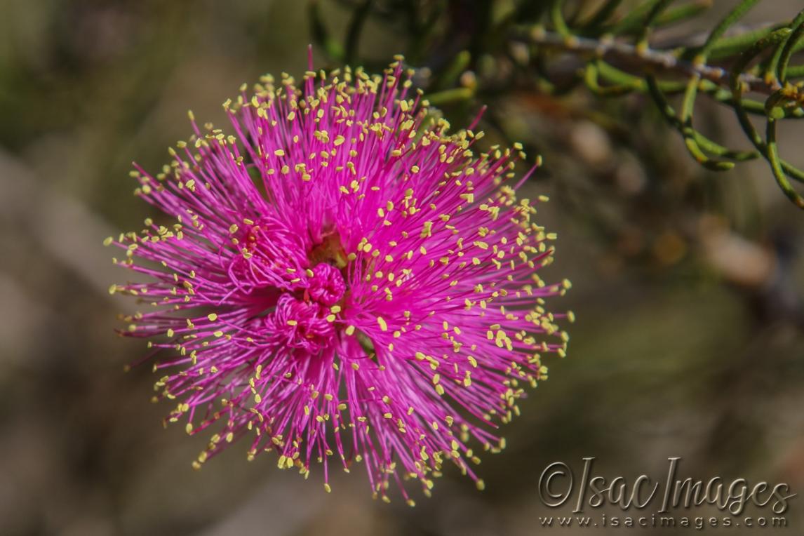 Click image for larger version  Name:	3325-Melaleuca-parviceps.jpg Views:	0 Size:	101.9 KB ID:	481414