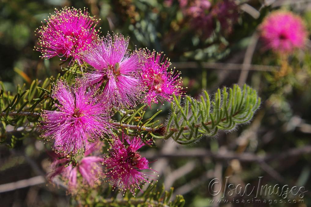 Click image for larger version  Name:	3332-Melaleuca-parviceps.jpg Views:	0 Size:	124.5 KB ID:	481416