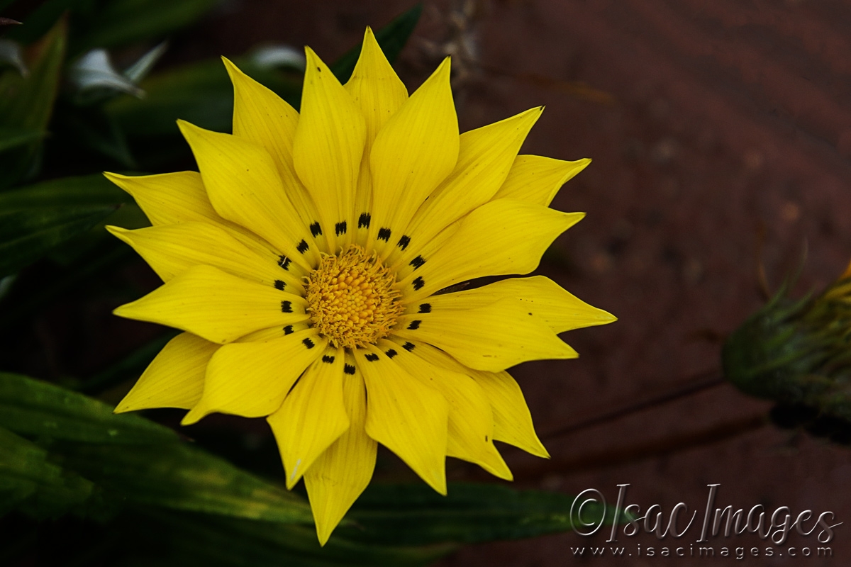 Click image for larger version

Name:	3316-Yellow_Gazania-2.jpg
Views:	48
Size:	454.1 KB
ID:	481420