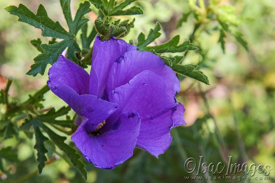 Click image for larger version

Name:	3330-Australian_Native_Hibiscus.jpg
Views:	62
Size:	97.6 KB
ID:	481422