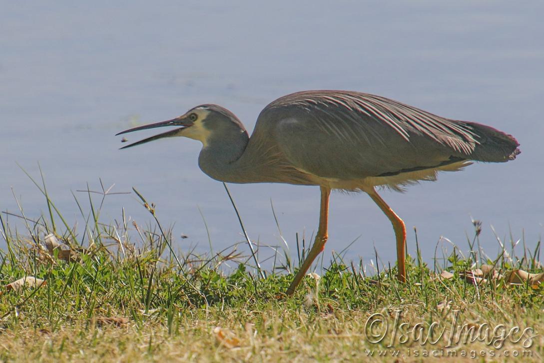 Click image for larger version

Name:	3404-White_Faced_Heron.jpg
Views:	54
Size:	103.5 KB
ID:	481426
