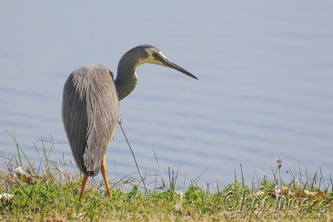 Click image for larger version

Name:	3409-White_Faced_Heron.jpg
Views:	56
Size:	94.8 KB
ID:	481427